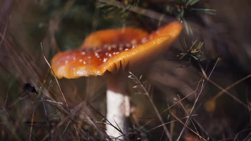 A close-up shot of the red-capped mushroom on the forest floor. Decaying leaves, grass, and tiny shr