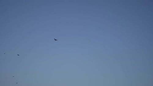 Flock of Birds Soaring in the Sky