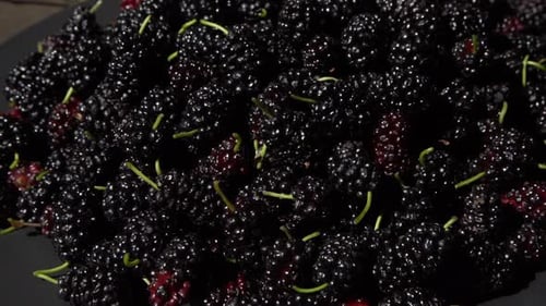 Morera en un bol Cosecha de moras en verano Fruit Food Antecedentes