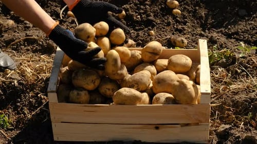 Harvest Potatoes in the Garden Selective Focus