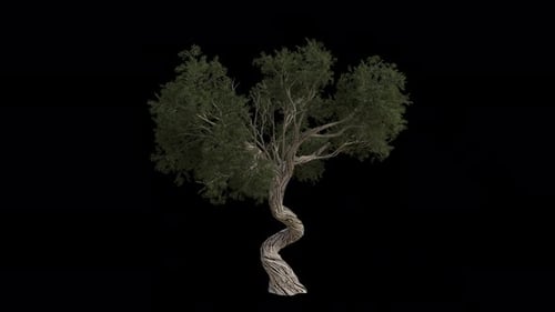 Der
Utah-Wacholderbaum weht im Wind. Alpha-Kanal. Loop-Animation