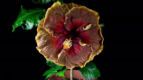 Hibiscus Flower Bloom and Decay Time Lapse