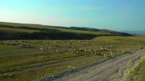 Herd of Sheep Walking Down a Dirt Road Next to a Field of Grass and Trees