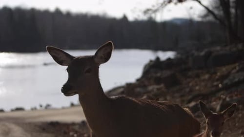 red deer herd passing in front of camera rocky lake forest scene slomo cute