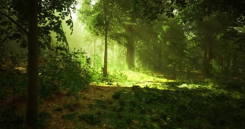 Lush Green Forest During Golden Hour with Sunlight Filtering Through Trees