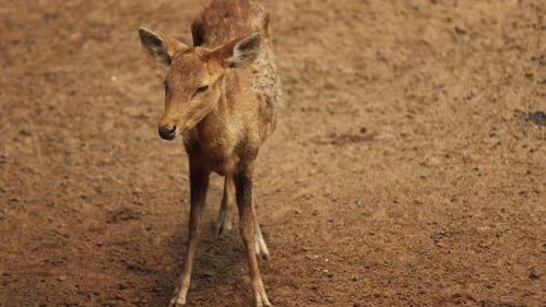 Young Deer Standing on Dirt Ground Outdoors