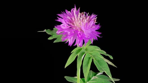 Purple Flower Blooming on Black Background in Time Lapse