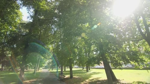 Caminando por un exuberante parque verde en un día soleado