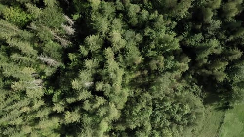 Aerial View of Carpathian Mountains Top Down Shot of Green Forest