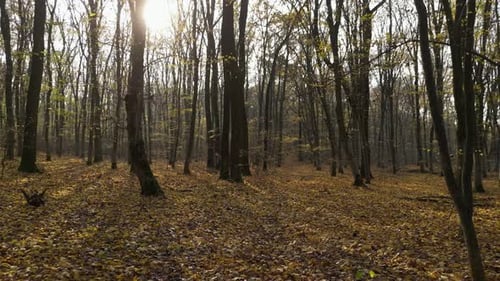 Sunny Day in a Forest in Autumn 19