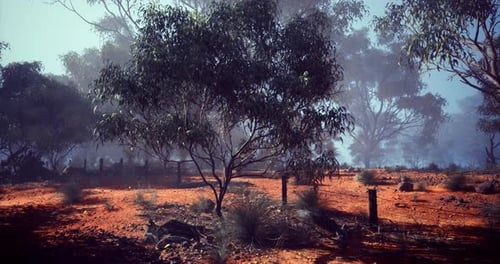 Beautiful Australian Outback Landscape with Unique Trees and Warm Earth Tones