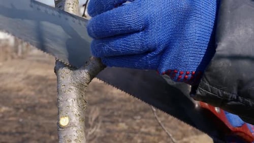 284p. A man cuts the branches of a fruit tree with a saw. Spring work in the garden. Caring for frui