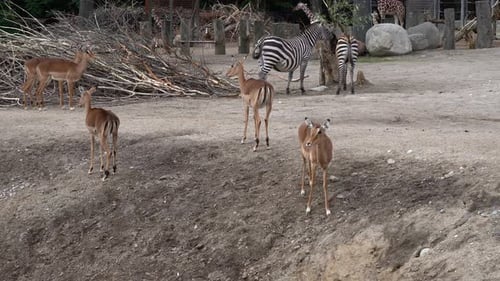 Impala und Zebra zusammen im europäischen Zoo - Statische Tragetasche mit Tieren, die davor laufen