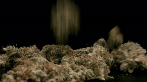 Close-Up of Fluffy Plant Material on Black Background