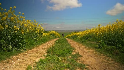 Man Walking on the Path Among the Fields 2K
