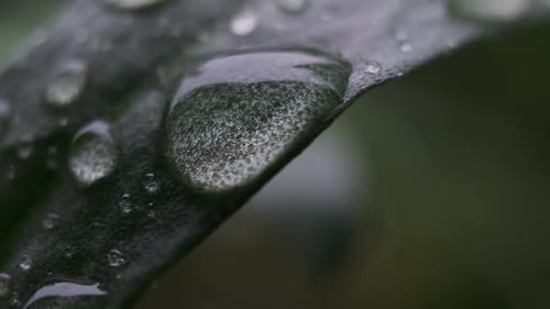 Fresh Raindrops On Surface Of Green Leaf After The Rain. macro, selective focus