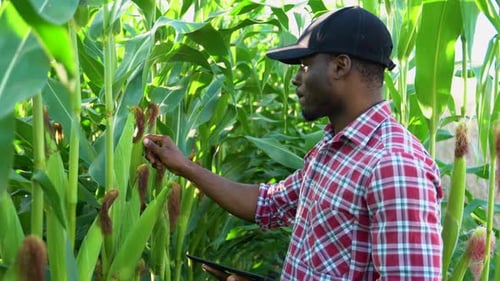 Afroamerikanischer Landwirt inspiziert Maispflanzen auf einem Feld