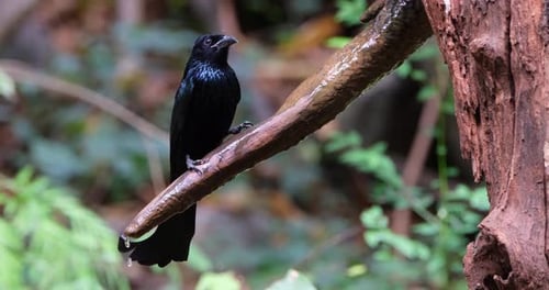 La cámara se aleja mientras este pájaro bebe de la rama con agua fresca que gotea, con cresta de pelo D