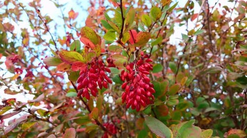 Natural autumn scene with barberries berry on branches sway in breeze against autumn sky