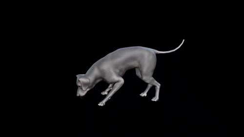 Animated Gray Dog Sniffing the Ground Loop