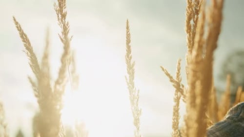 Woman Hand Touching a Golden Wheat Ear in the Wheat Field Wearing Blue Checkered Shirt Closeup