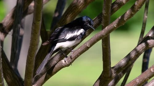 The Oriental magpie-robin is a very common passerine bird in Thailand in which it can be seen anywhe
