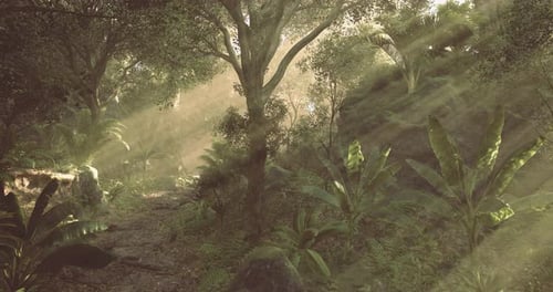 Sunlit Forest Path Through Lush Green Jungle