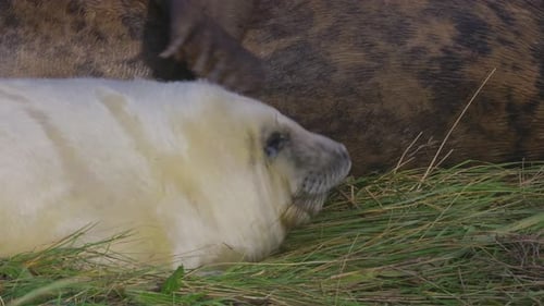 Breeding season for Atlantic grey seals: newborn pups with white fur, mothers suckling, stroking, an