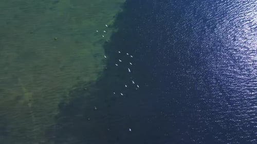 Beautiful Top View of Flock of Birds Fly Over Sea Outdoors Irrl