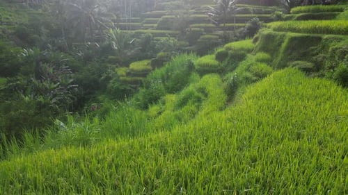 Rice Terrace 20