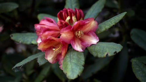 Pretty but ragged yellow and pink flower on a green bush lightly moving.