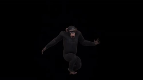 Danse des chimpanzés