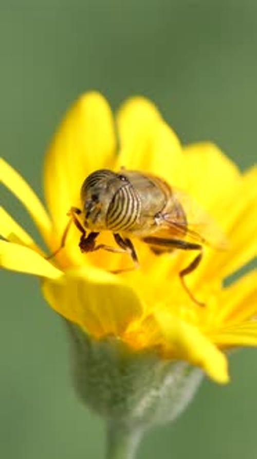 Striped Fly Standing on Yellow Flower Close Up