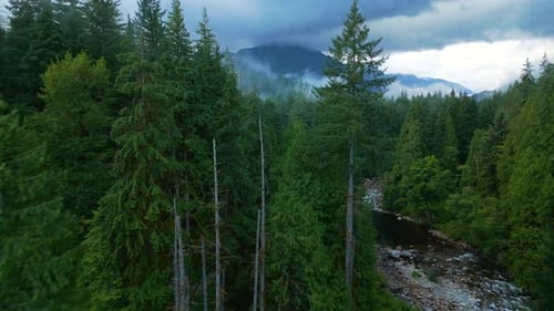 Aerial View of Beautiful Mountain Landscape A River Flows Among Tall Trees