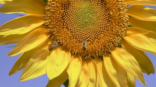 Bees Collecting Pollen on Bright Sunflower in Summer
