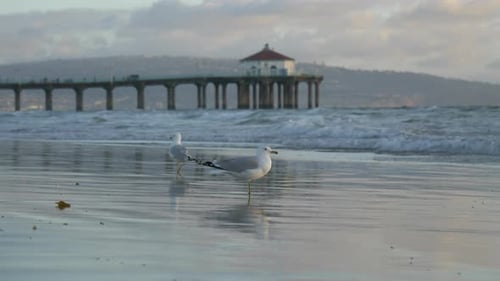 Seagulls flying above venice beach water at sunset tracking shot Los Angeles California
