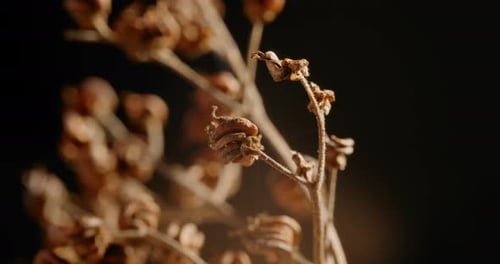 Circular Close Up Shot Of Distinctive Type Of Dried Plants