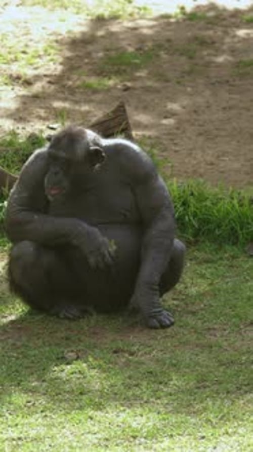 Tiere Affe Schimpanse sitzt im Gras