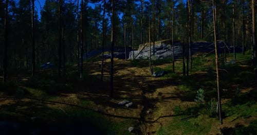 Explore the Serene Forest Landscape Under a Bright Blue Sky at Midday