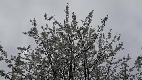 Beautiful Blooming Apple Tree Branches With Grey Sky In Galicia, Spain