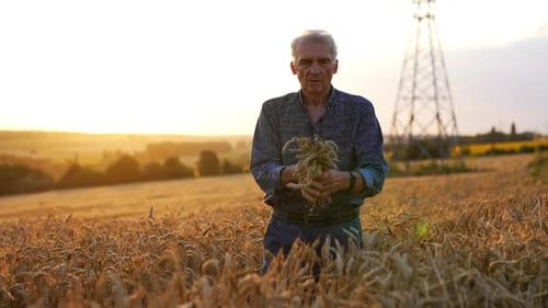 Sunset farming in golden wheat fields. A man stands in a golden wheat field at sunset