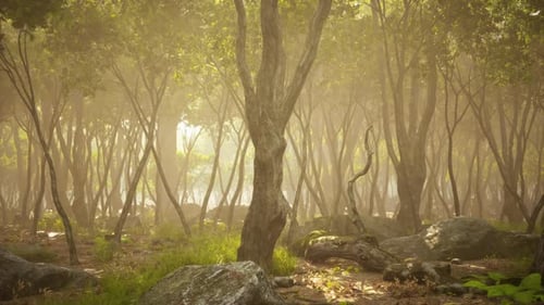 Soft Morning Light Filters Through a Tranquil Forest with Mist and Stones