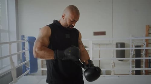 Muscular Boxer Putting on Gloves in Ring