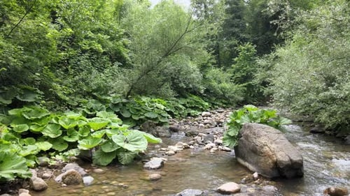 water stream forest