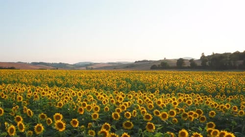 Aerial shot of scenic panorama of blooming field of sunflowers with a sun shining.
