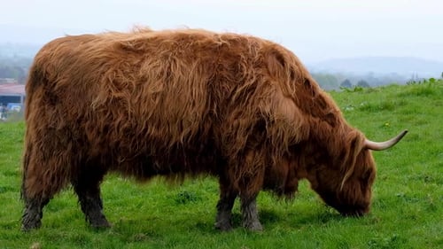 Large highland cattle with big horns and shaggy coat of hair in green field of rural countryside