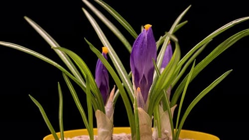Zeitraffer blühender Krokusblüten