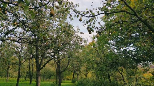 Pears on a Tree in the Garden