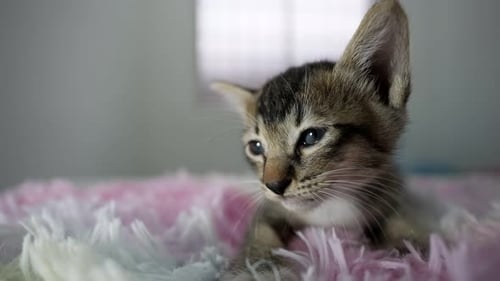 Cute Kitten Resting on Fluffy Blanket Close-up