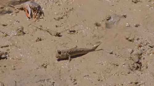 Mudskipper Resting in Muddy Tropical Environment